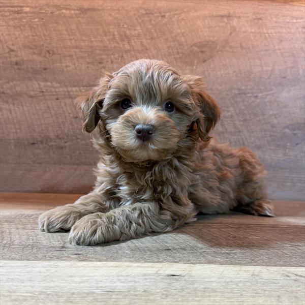 [#26254-03] Rupert - Red M Schnoodle Puppies For Sale