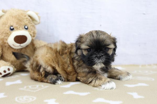 [#26402-03] Icy - Brindle F Shih Tzu Puppies For Sale