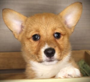 Petland Iowa City, Iowa Pembroke Welsh Corgi puppy available