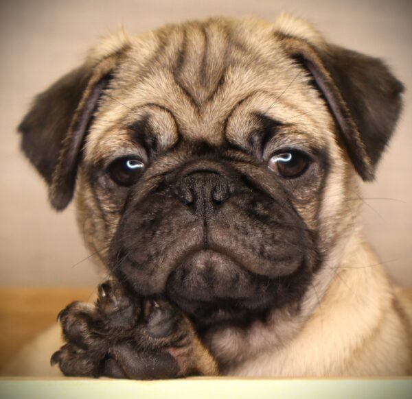 [#26259-01] Hank - Fawn M Pug Puppies For Sale