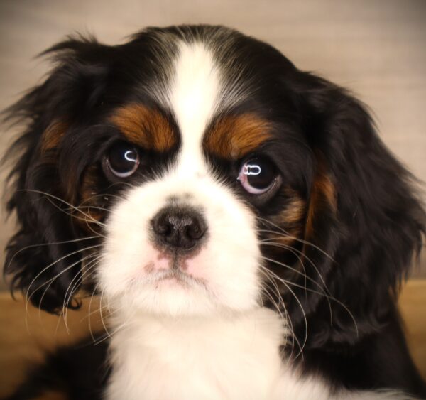 [#26307-03] Magnolia - Tri-Colored F Cavalier King Charles Spaniel Puppies For Sale