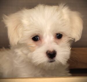 Petland Iowa City, Iowa Maltese puppy available