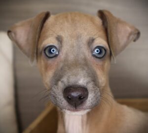 Petland Iowa City, Iowa Italian Greyhound puppy available