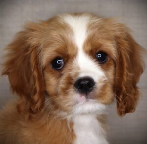Petland Iowa City, Iowa Cavalier King Charles Spaniel puppy available
