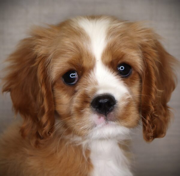 [#26307-02] Torren - Blenheim M Cavalier King Charles Spaniel Puppies For Sale