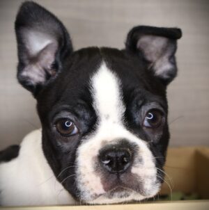 Petland Iowa City, Iowa Boston Terrier puppy available