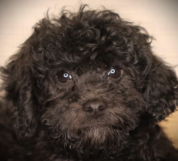 [#253758-03] Bluebell - Black F Poodle Puppies For Sale