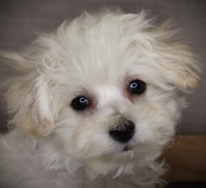 Petland Iowa City, Iowa Bichon Frise puppy available
