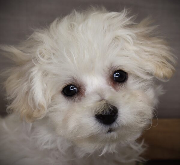 [#2655-02] Sparky - White M Bichon Frise Puppies For Sale