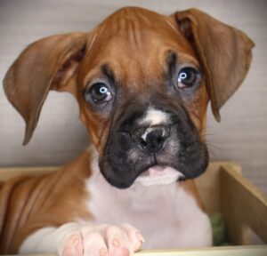 Petland Iowa City, Iowa Boxer puppy available