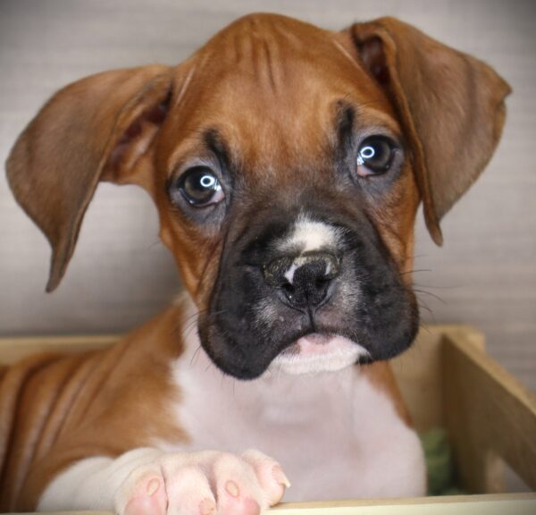 [#26212-02] Sterling - Fawn / White M Boxer Puppies For Sale