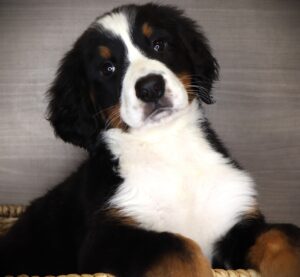 Petland Iowa City, Iowa Bernese Mountain Dog puppy available