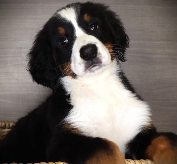 [#2684-02] Zeta - Black F Bernese Mountain Dog Puppies For Sale