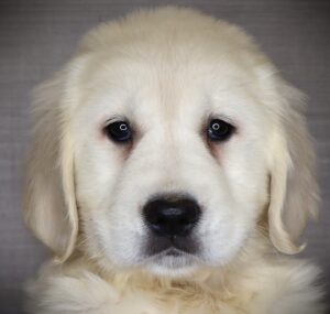 Petland Iowa City, Iowa Golden Retriever puppy available