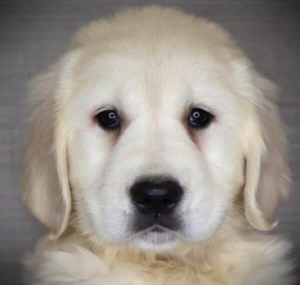 [#26409-04] Winnie - Light Golden F Golden Retriever Puppies For Sale