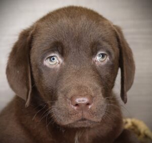Labrador Retriever (F) 21165