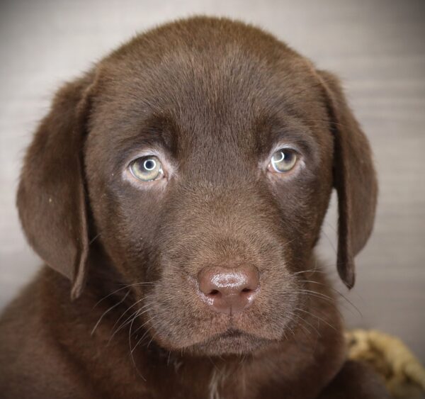 [#26365-05] Maisie - Chocolate F Labrador Retriever Puppies For Sale