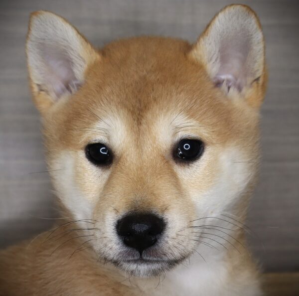 [#26177-05] Acacia - Red Sesame F Shiba Inu Puppies For Sale