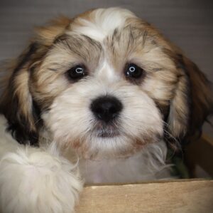 Petland Iowa City, Iowa Teddy Bear puppy available