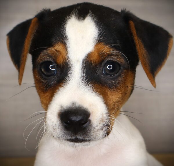 [#26309-03] Spring - Black F Jack Russell Terrier Puppies For Sale