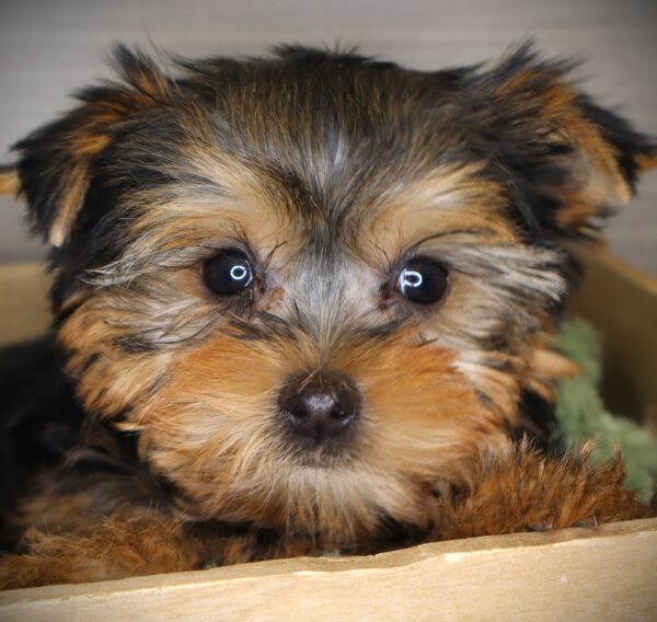 [#26172-01] Gage - Black / Tan M Yorkshire Terrier Puppies For Sale