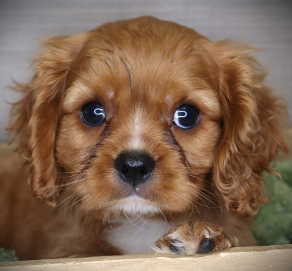 [#26314-01] Marshall - Ruby M Cavalier King Charles Spaniel Puppies For Sale