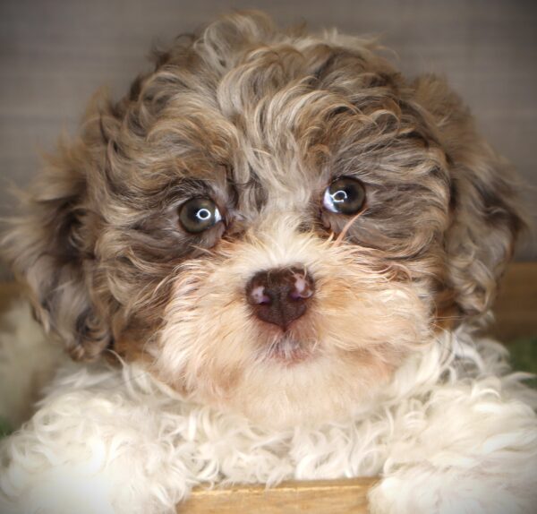 [#26220-04] Zarina - Chocolate Merle F Havapoo Puppies For Sale