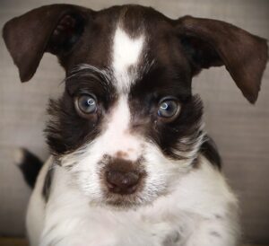 Petland Iowa City, Iowa Miniature Schnauzer puppy available