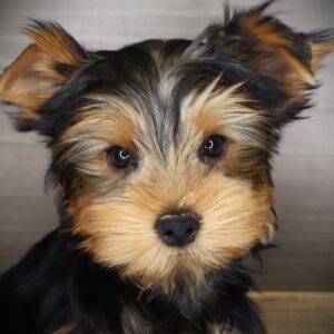 Petland Iowa City, Iowa Yorkshire Terrier puppy available