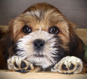 Petland Iowa City, Iowa Lhasa Apso puppy available