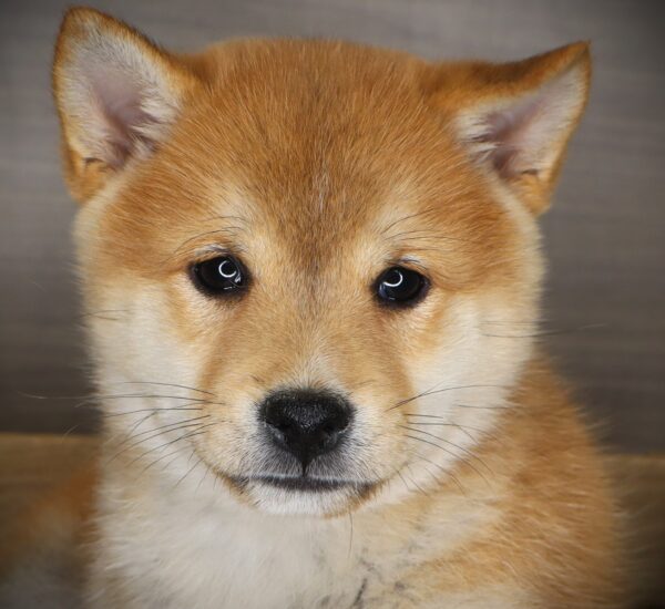 [#26297-02] Fitz - Red M Shiba Inu Puppies For Sale