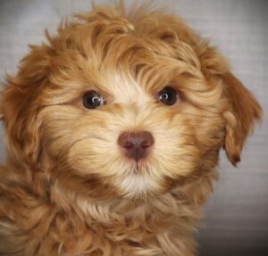 Petland Iowa City, Iowa Schnoodle puppy available