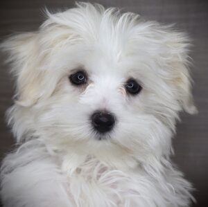 Petland Iowa City, Iowa Maltese puppy available