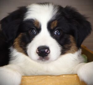 Petland Iowa City, Iowa Australian Shepherd puppy available