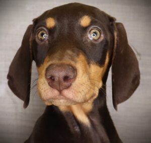 Petland Iowa City, Iowa Doberman Pinscher puppy available