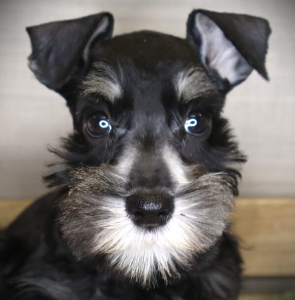 [#26288-02] Lola - Black F Miniature Schnauzer Puppies For Sale