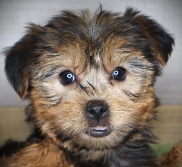 [#26432-03] Molly - Black / Tan F Yorkshire Terrier Puppies For Sale