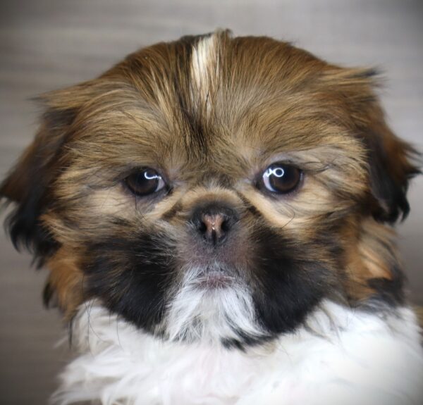 [#26544-02] Watermellon - Brown F Shih Tzu Puppies For Sale