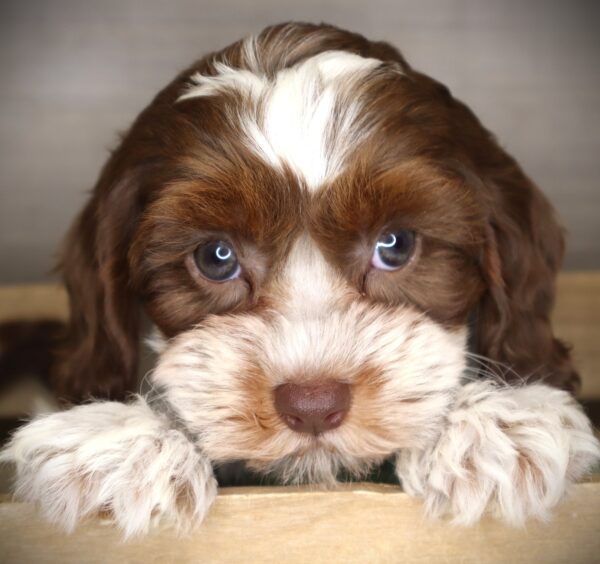 [#26469-07] Penny - F Cavapoo F2 Puppies For Sale