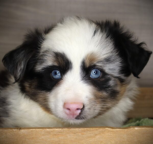 [#26438-02] Sadie - Blue Merle M Miniature Australian Shepherd Puppies For Sale