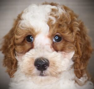 Petland Iowa City, Iowa Poodle puppy available