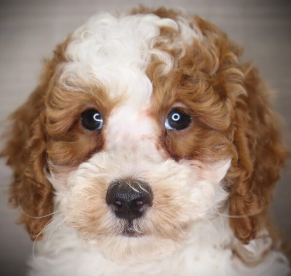 [#26470-03] Leo - Light Apricot M Poodle Puppies For Sale