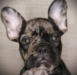 Petland Iowa City, Iowa French Bulldog puppy available