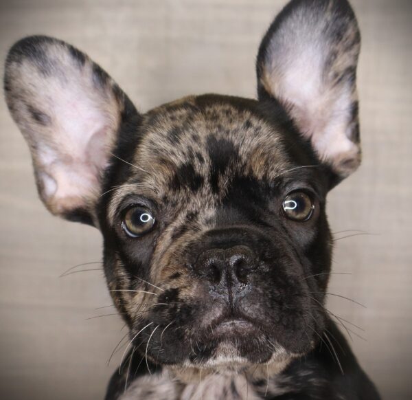 [#26355-01] Strawberry - Black Merle M French Bulldog Puppies For Sale
