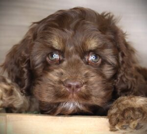 Petland Iowa City, Iowa Cock A Poo puppy available