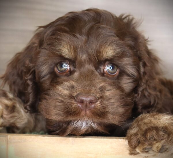 [#26375-05] Willow - Chocolate / Tan F Cock A Poo Puppies For Sale