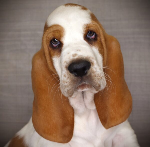 [#26338-03] Finn - Red / White M Basset Hound Puppies For Sale