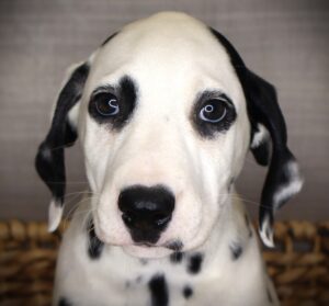 Petland Iowa City, Iowa Dalmatian puppy available