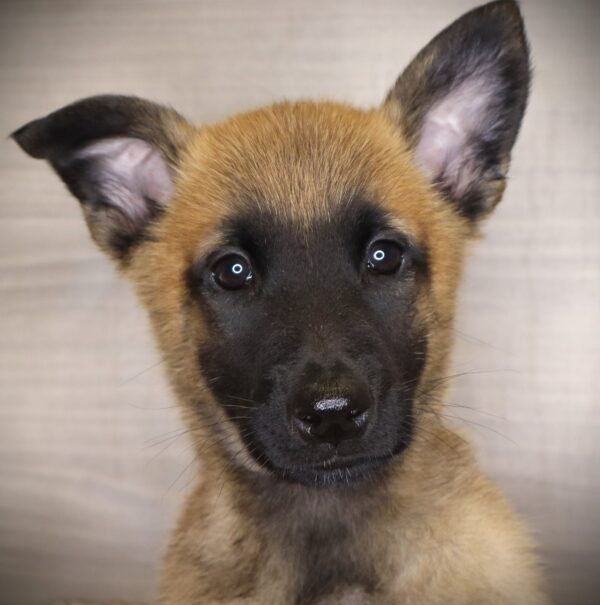 [#26326-03] Gunner - Sable M Belgian Malinois Puppies For Sale