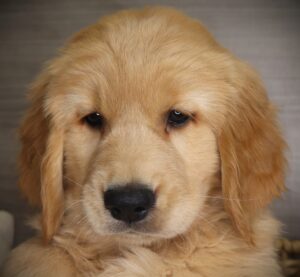 Petland Iowa City, Iowa Golden Retriever puppy available